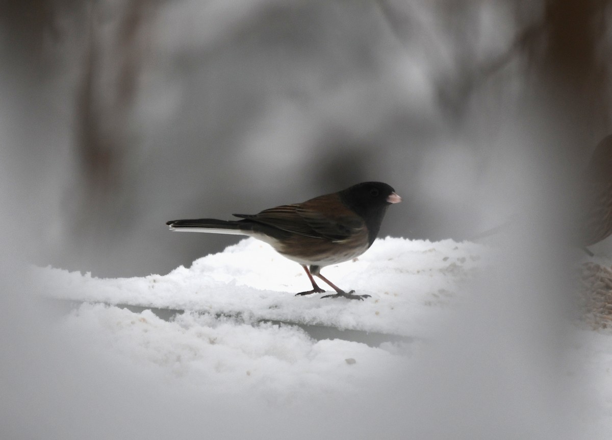 Dark-eyed Junco (Oregon) - ML516260751