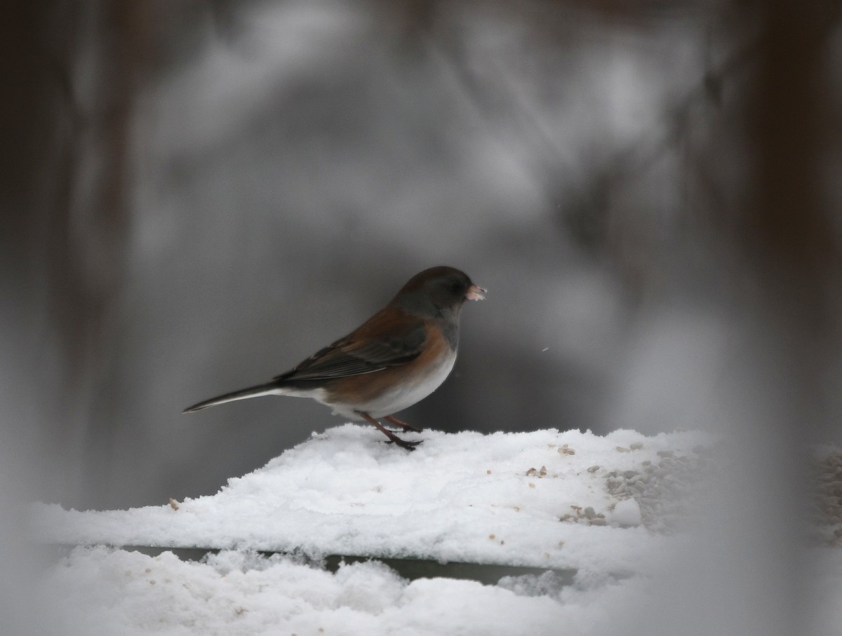 Junco ardoisé (groupe oreganus) - ML516260761