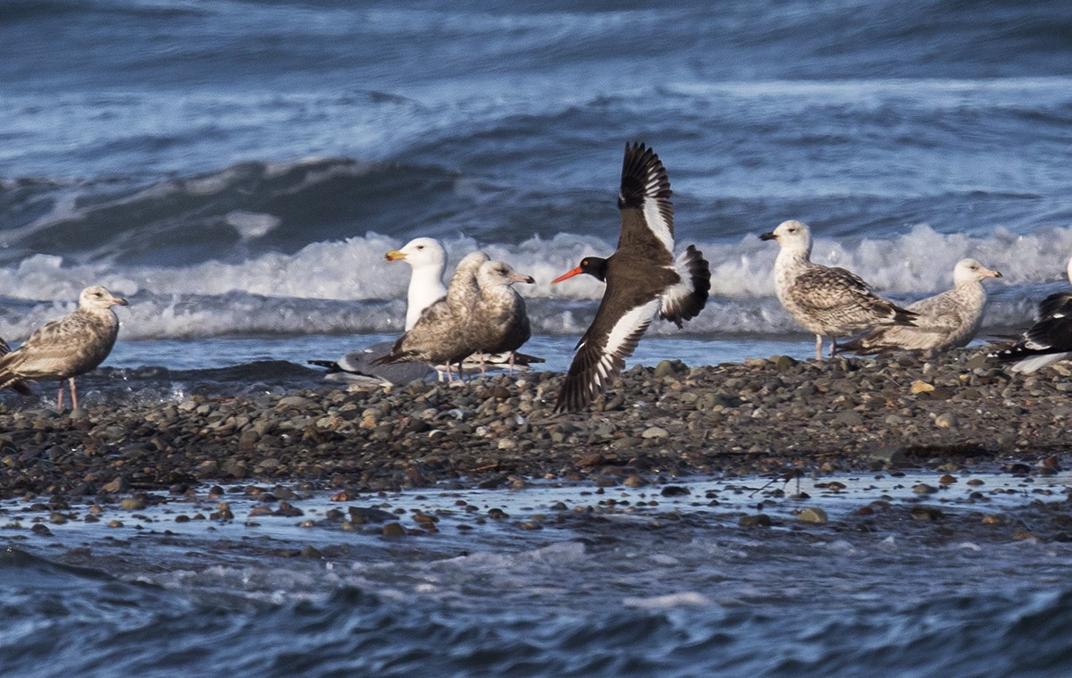 American Oystercatcher - ML516264741