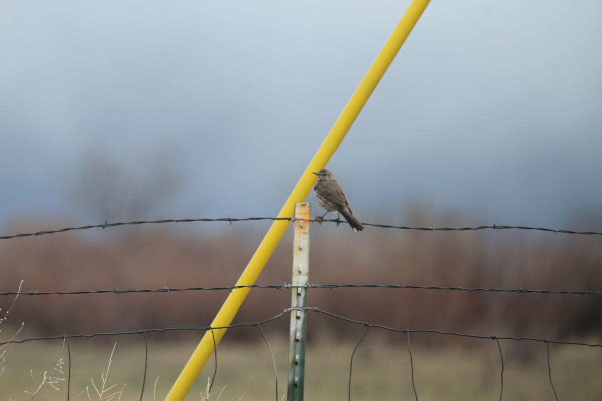 Sage Thrasher - ML516265071