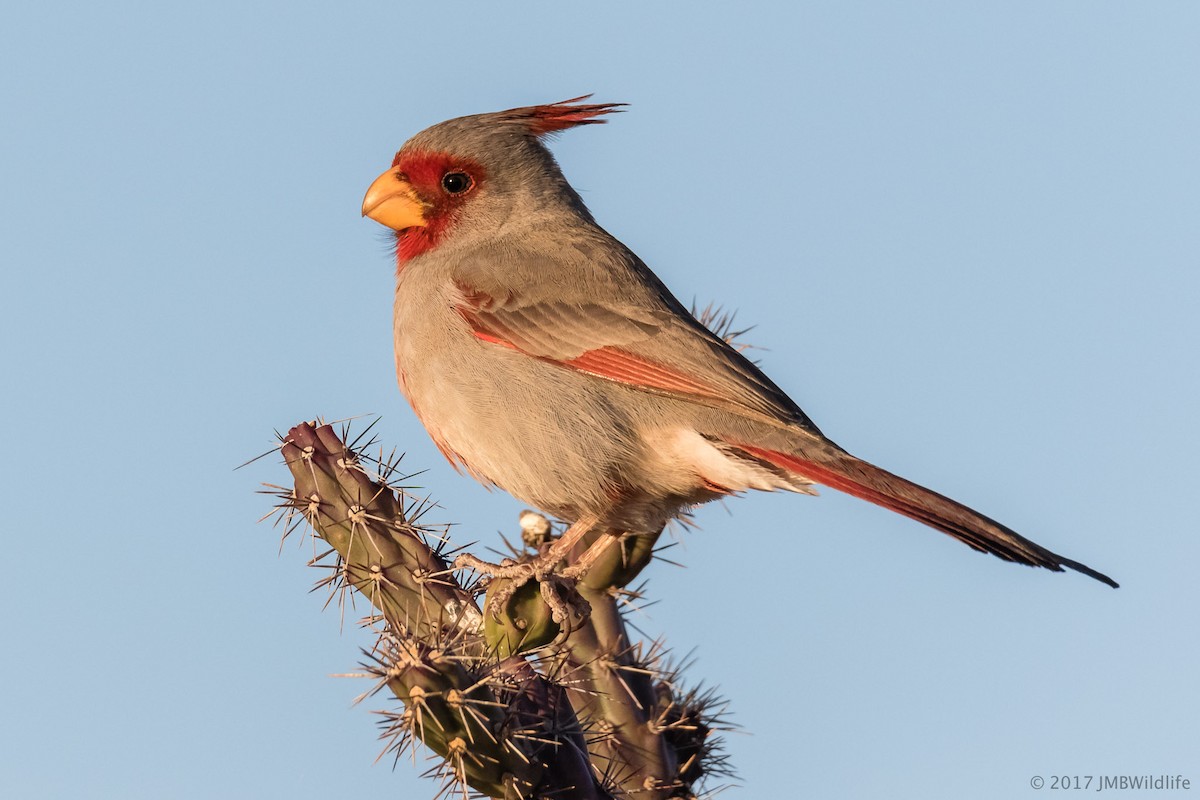 Pyrrhuloxia - Jeff Bray