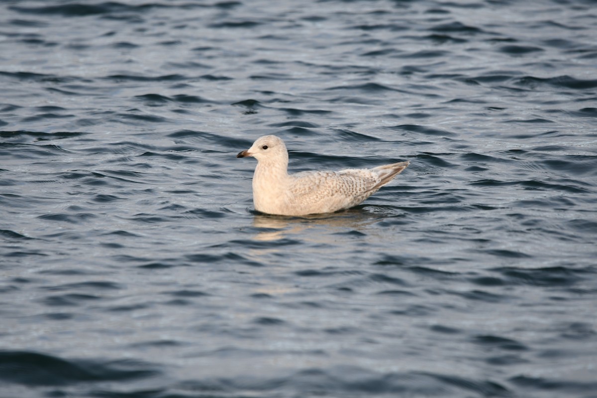 Gaviota Groenlandesa (kumlieni) - ML516266371