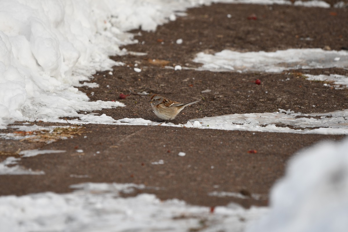 American Tree Sparrow - ML516266451