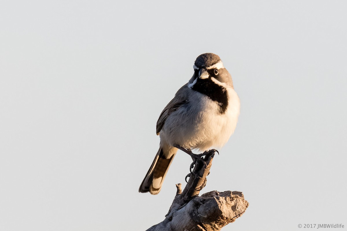 Black-throated Sparrow - Jeff Bray