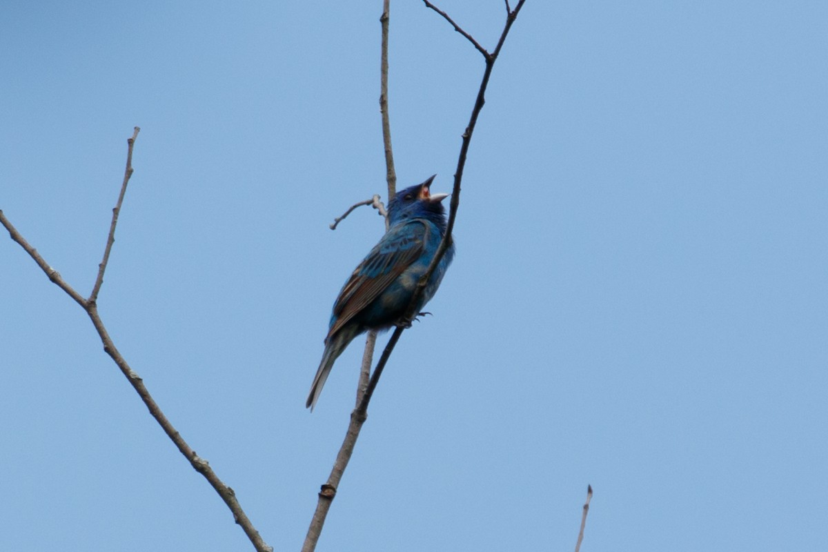 Indigo Bunting - ML516268271