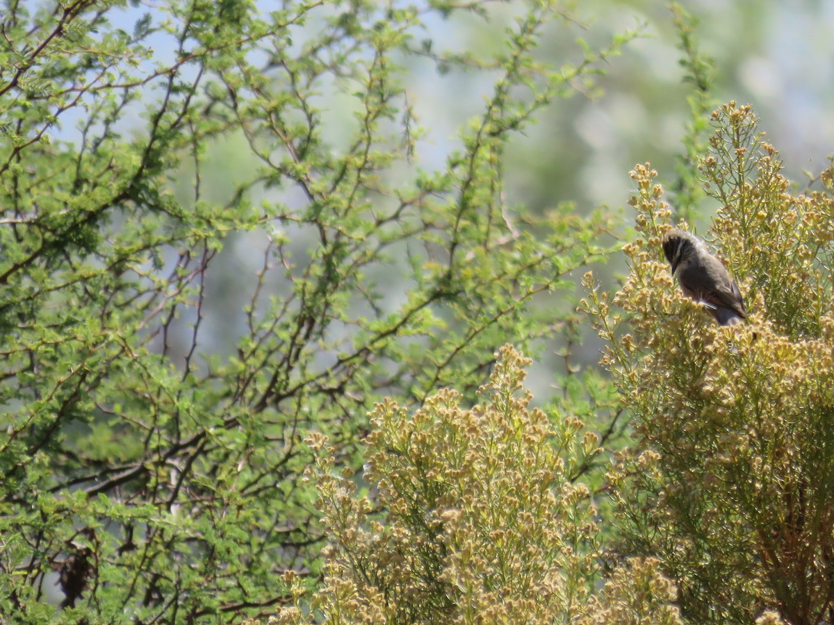 Plain-mantled Tit-Spinetail - ML51626861