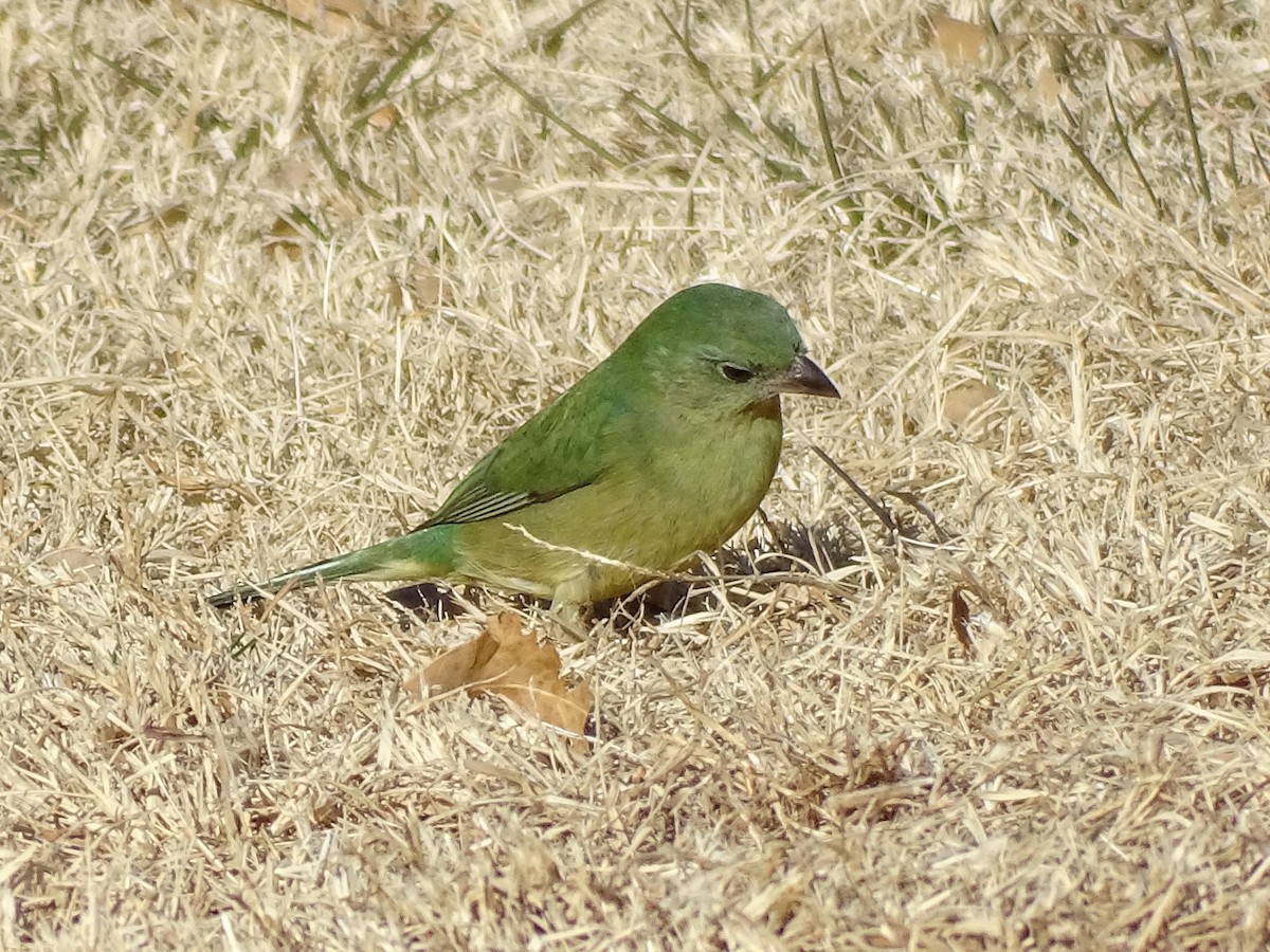 papežík zelenohřbetý - ML516269311