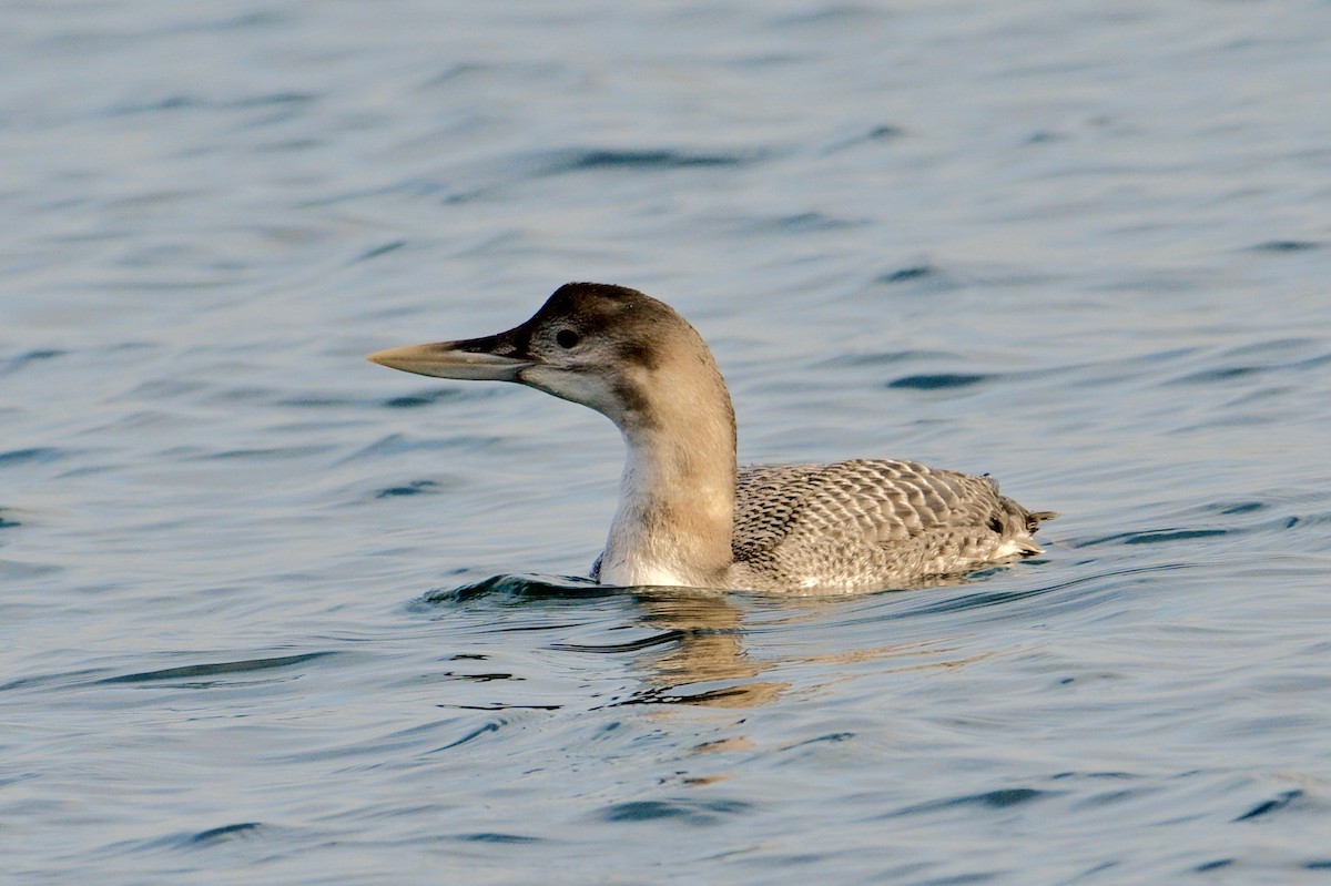 Yellow-billed Loon - ML516269341