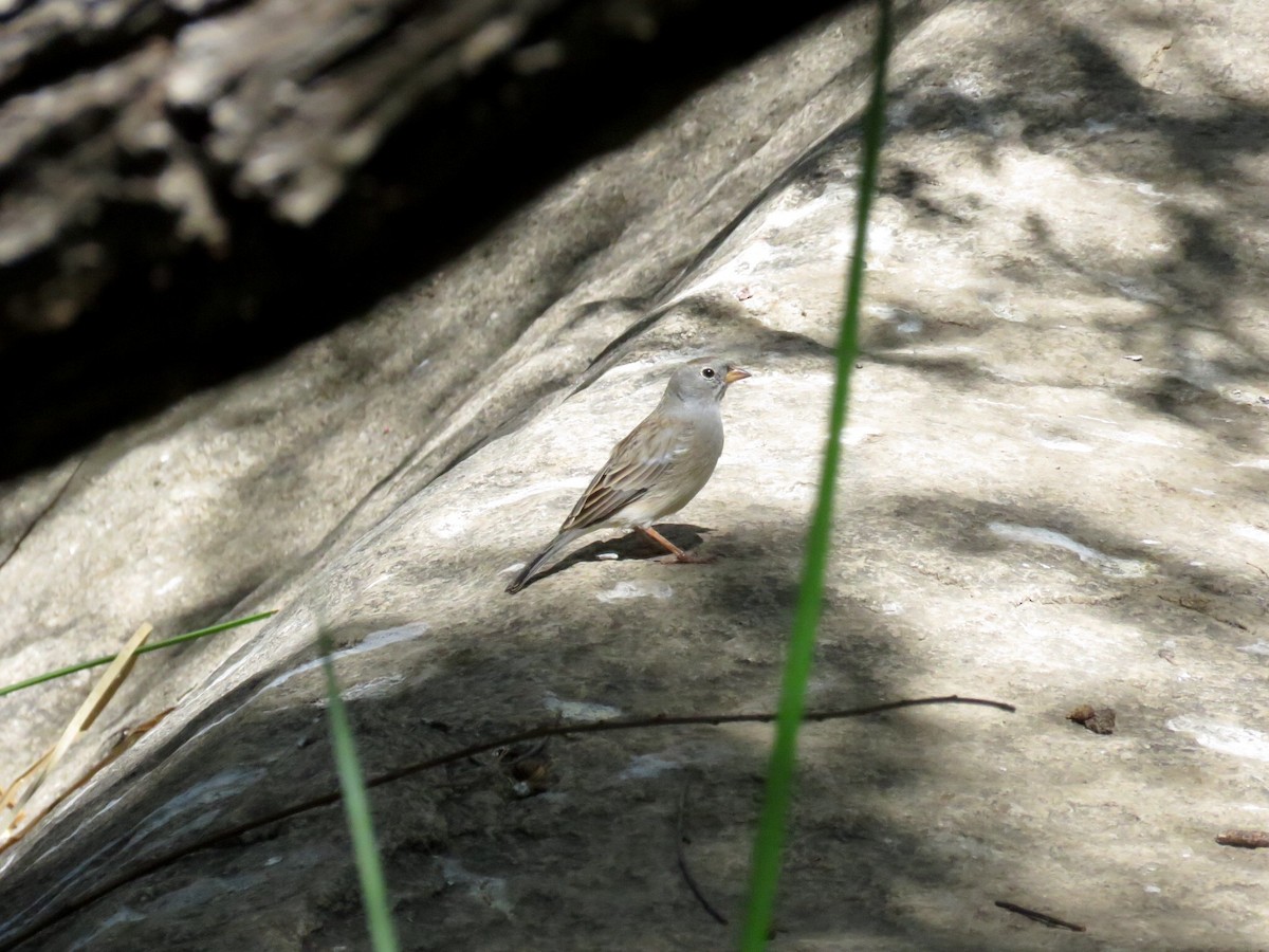 Band-tailed Sierra Finch - ML51626971