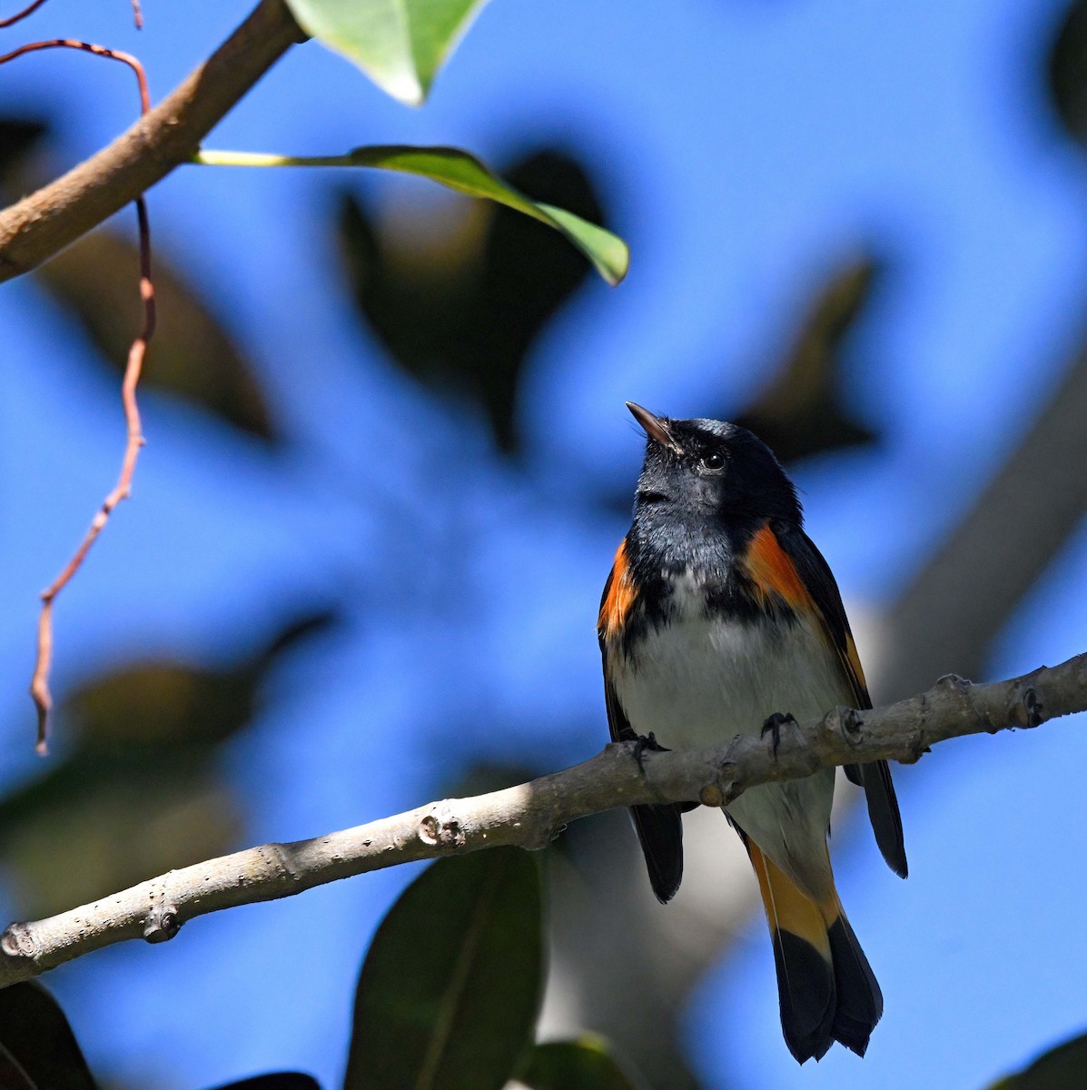 American Redstart - ML516270681