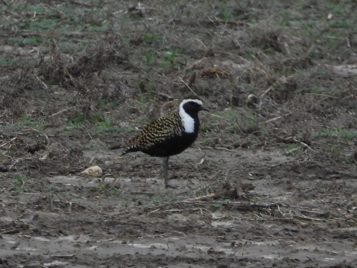 American Golden-Plover - ML516271711