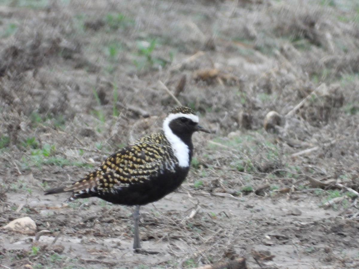 American Golden-Plover - ML516271901