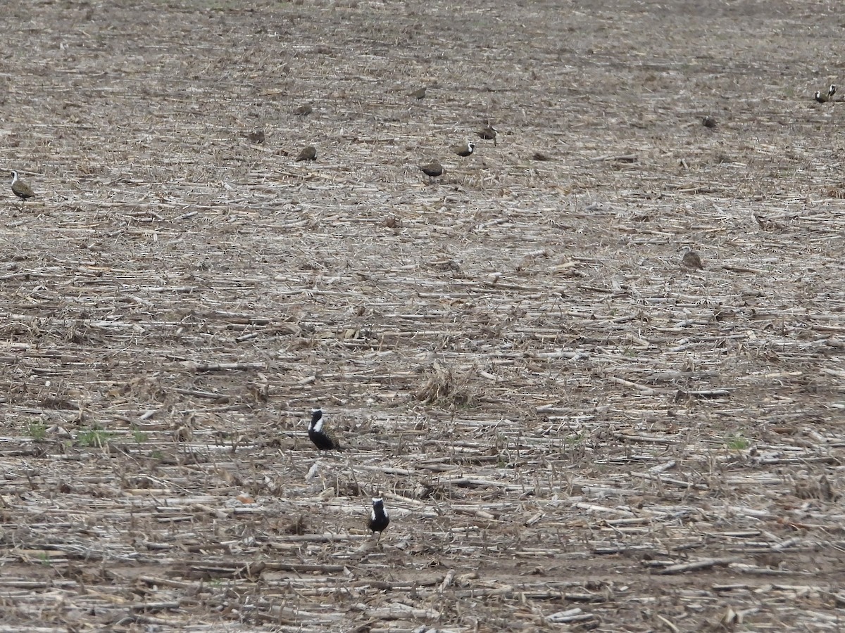 American Golden-Plover - ML516271931