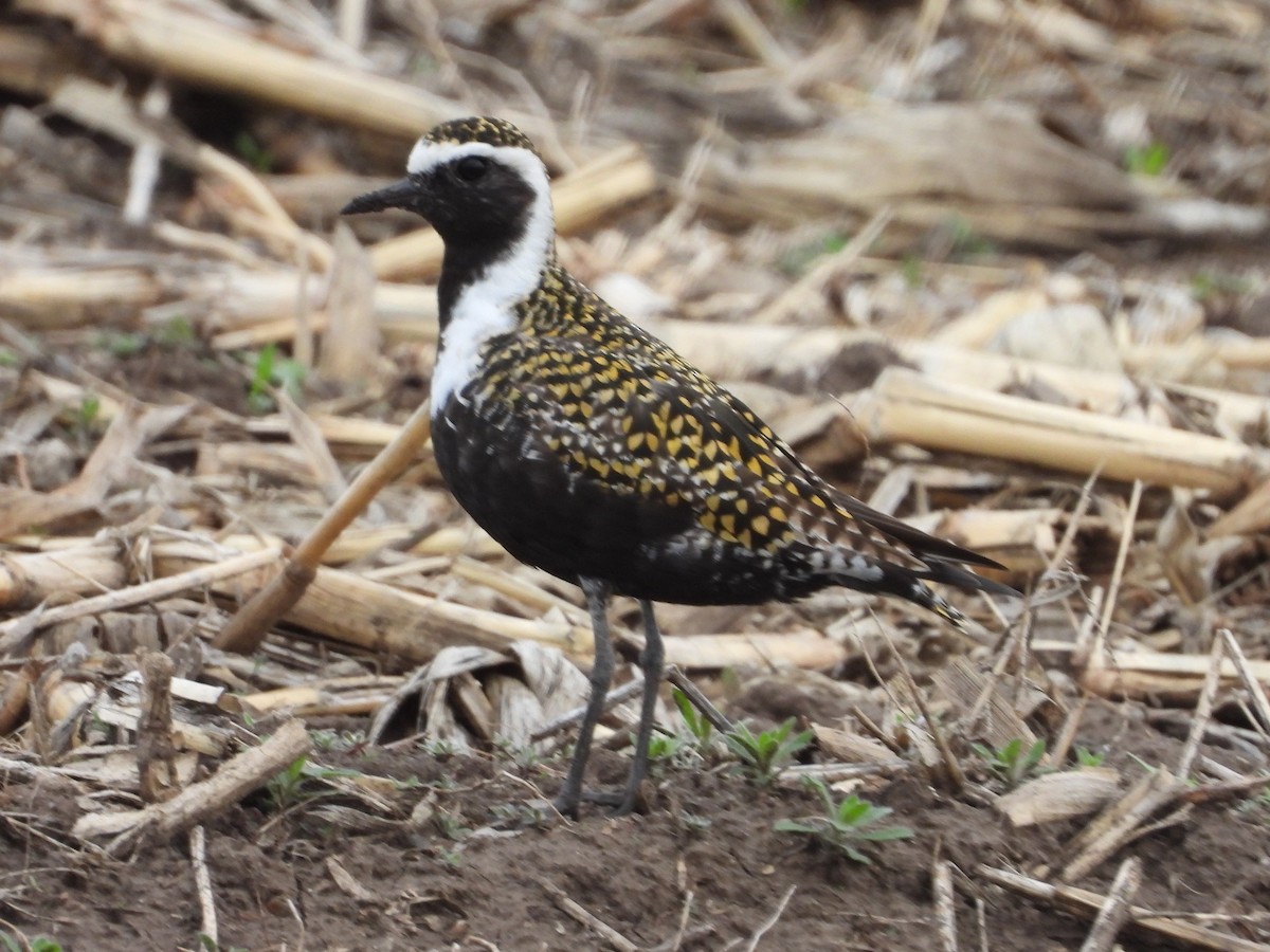 American Golden-Plover - ML516272001