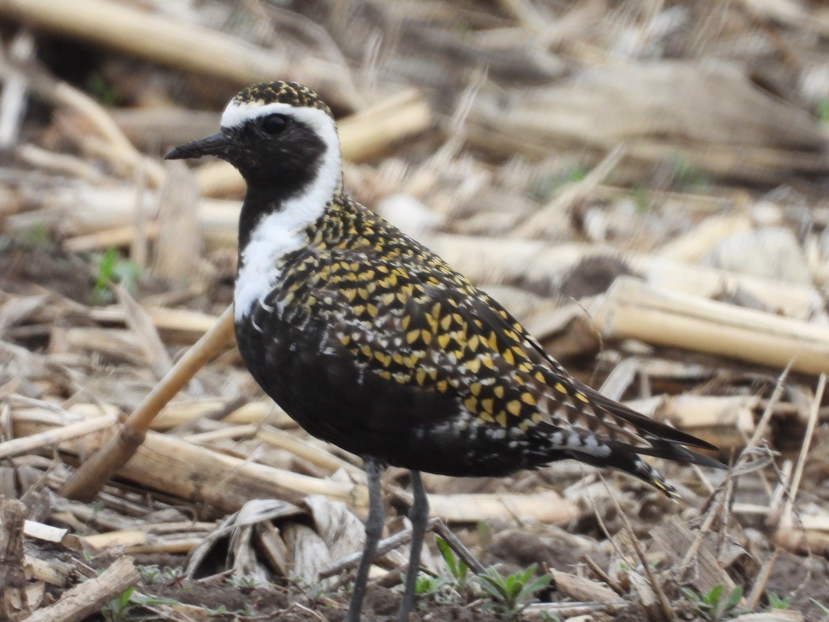 American Golden-Plover - ML516272061