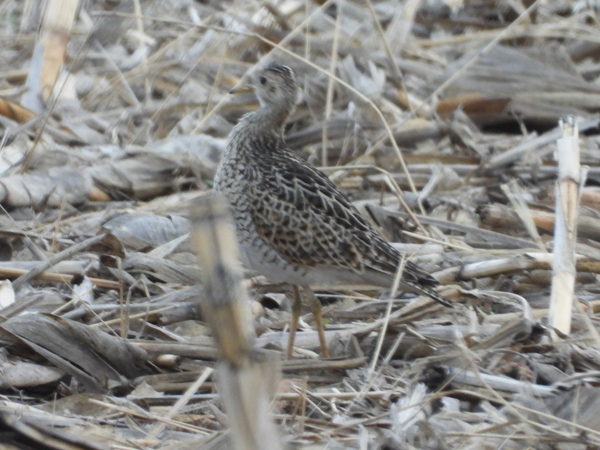 Upland Sandpiper - ML516272131