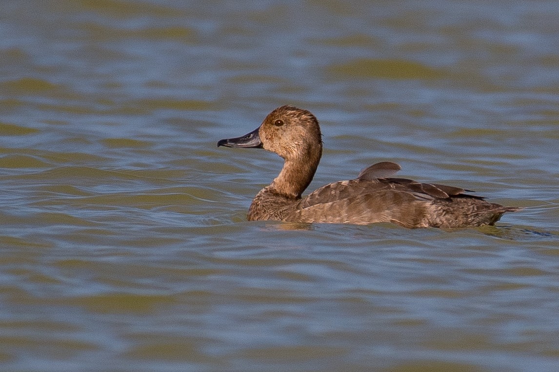 Fuligule à tête rouge - ML516272261