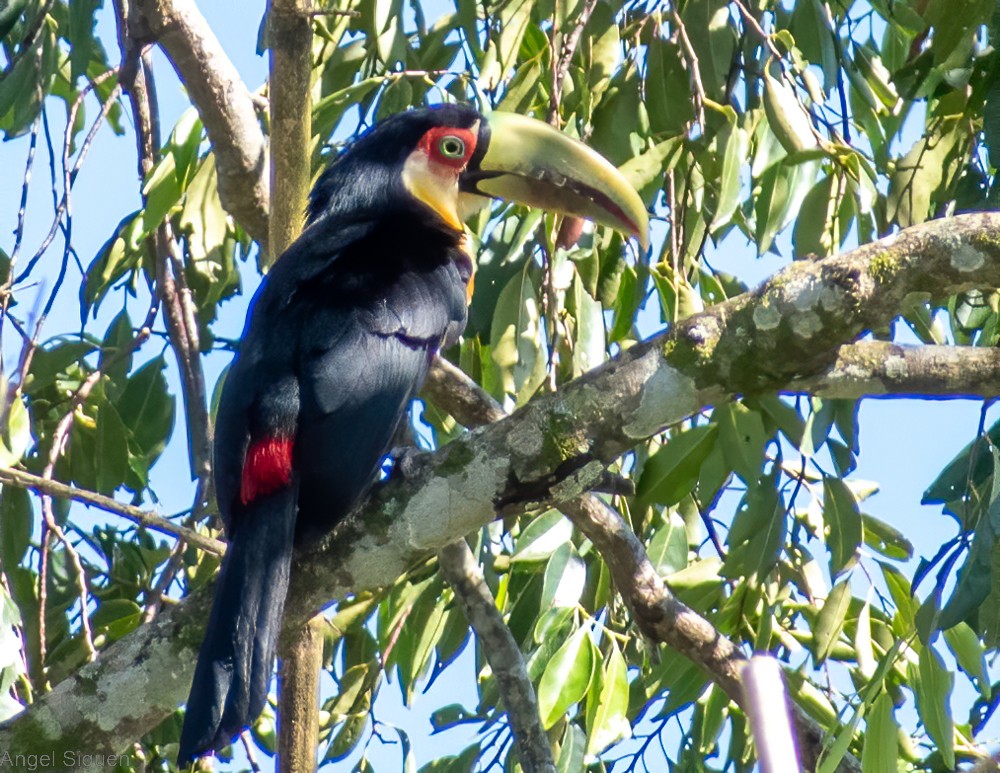 Red-breasted Toucan - ML516273351