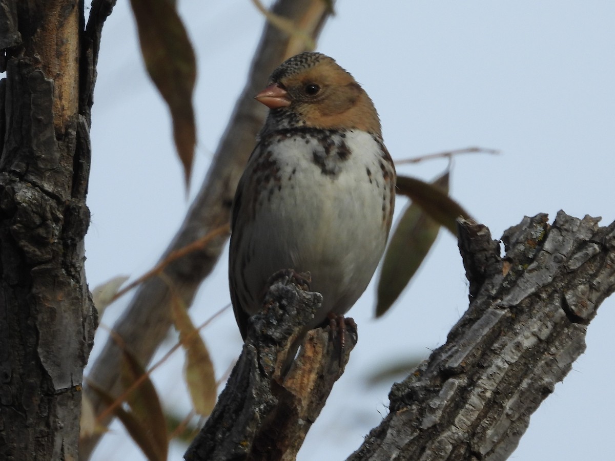 Harris's Sparrow - ML516273541