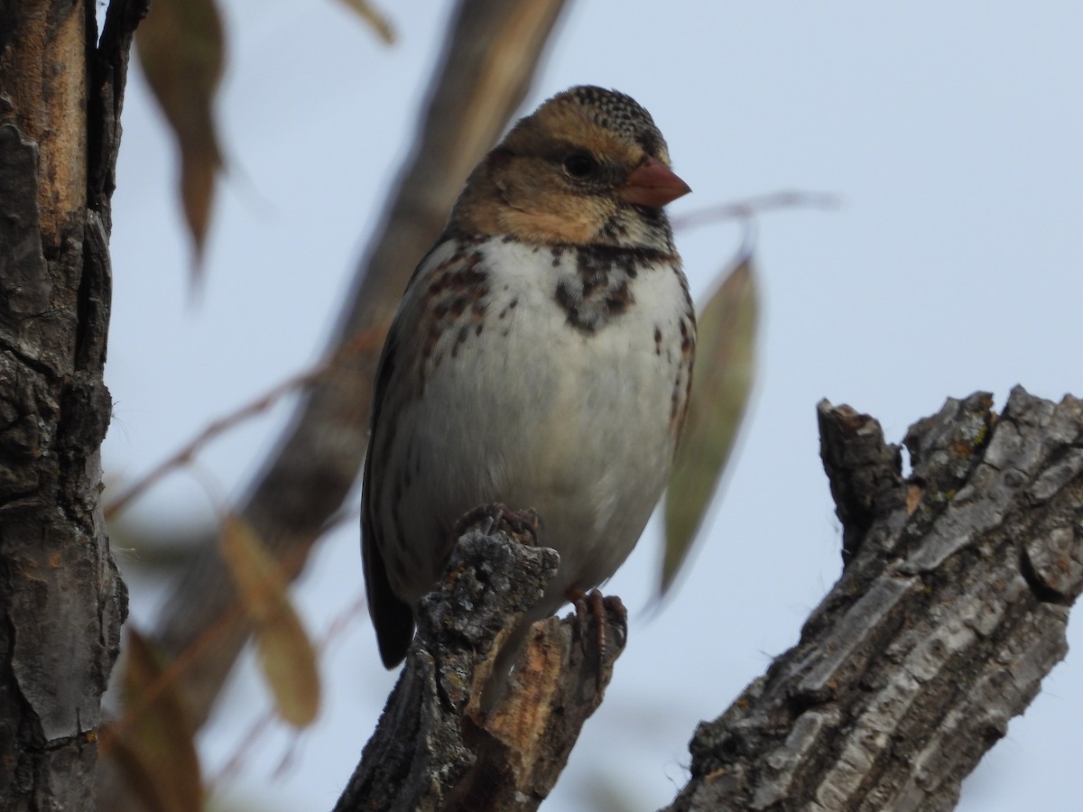 Harris's Sparrow - ML516273601