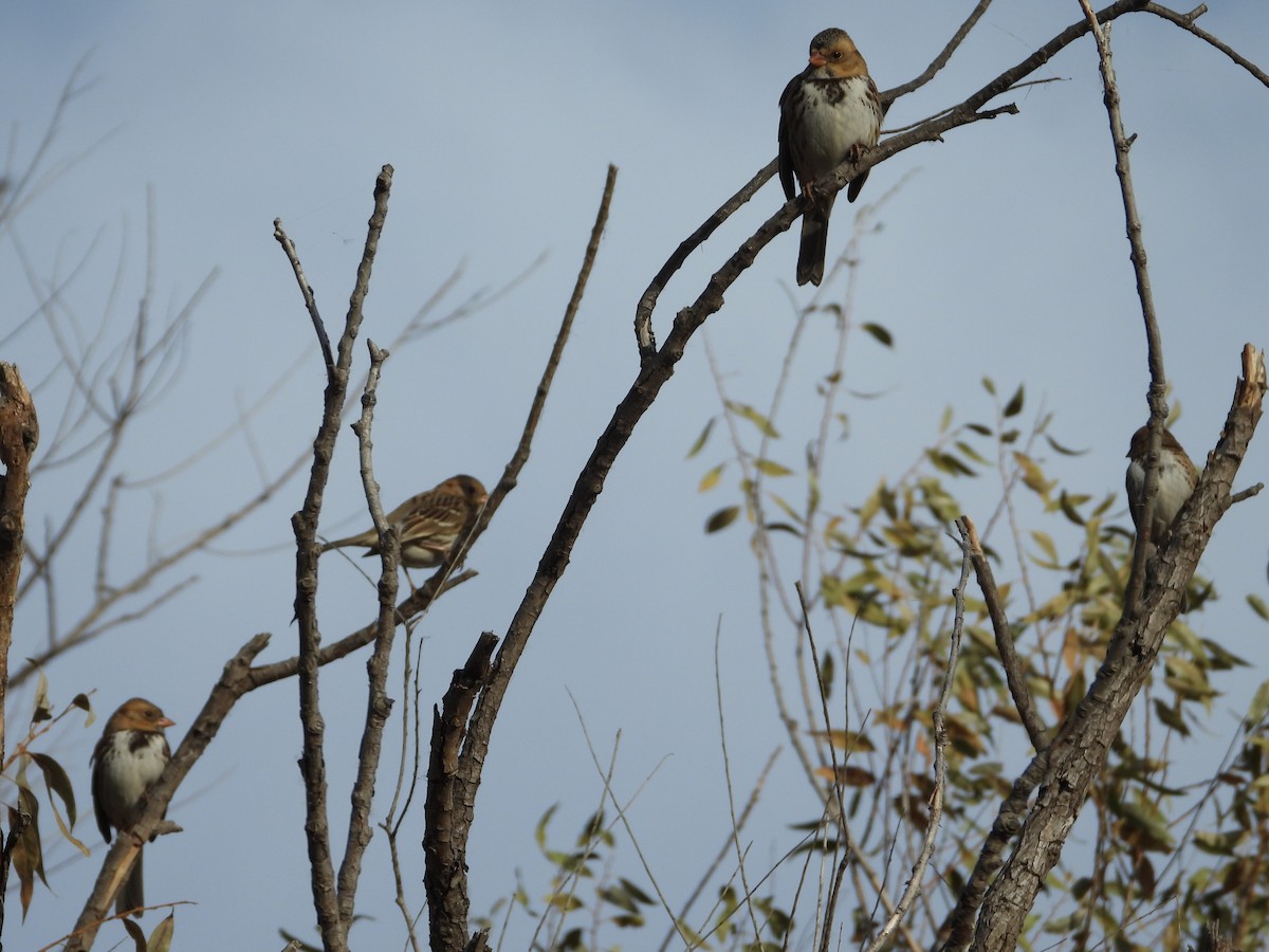 Harris's Sparrow - ML516273611