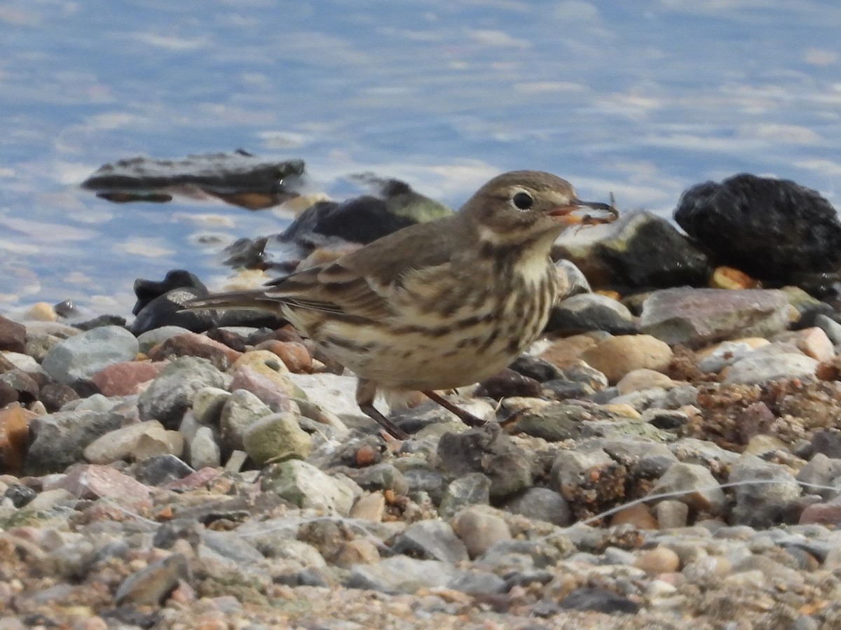 American Pipit - ML516273911