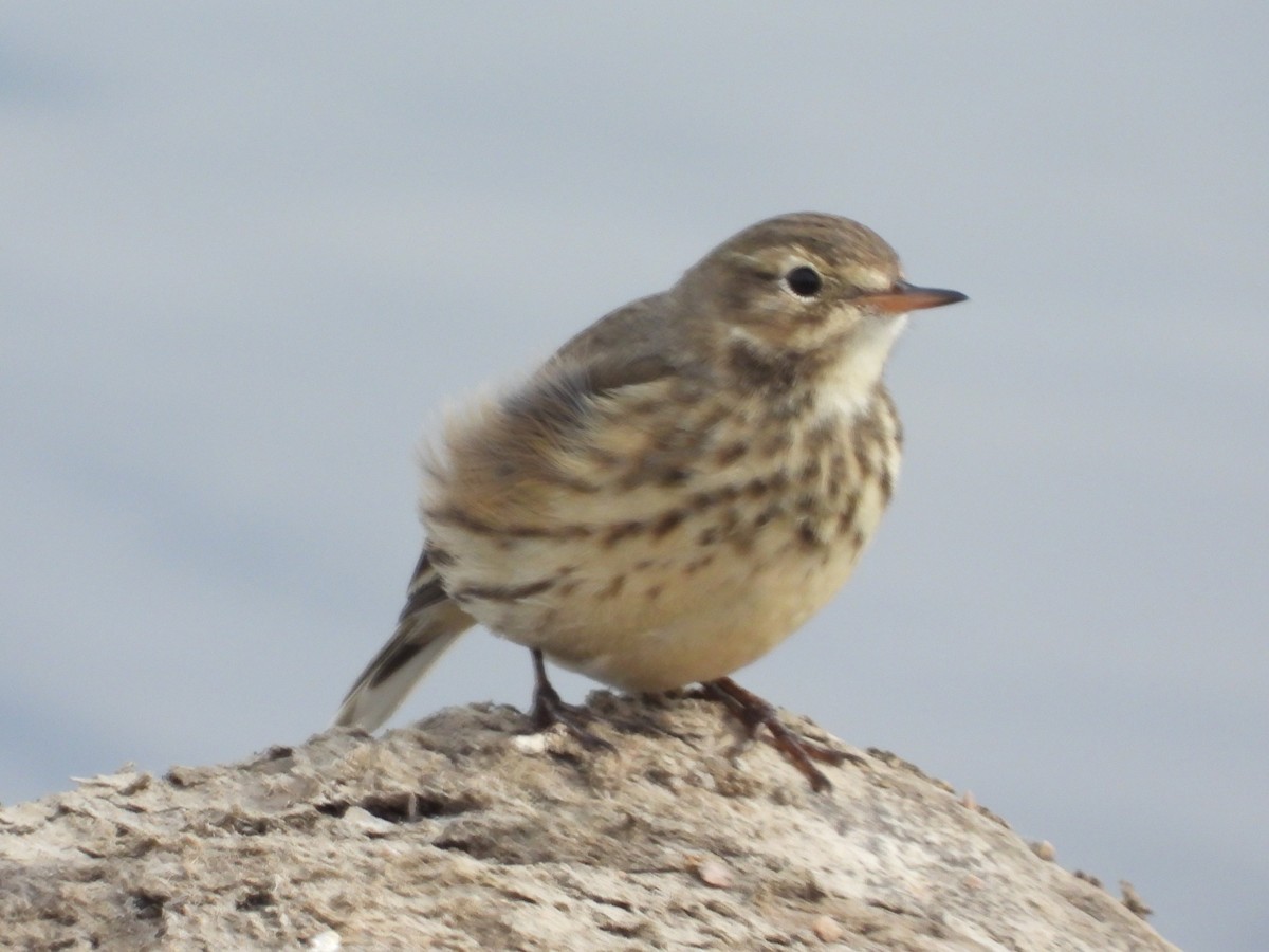 American Pipit - ML516273921