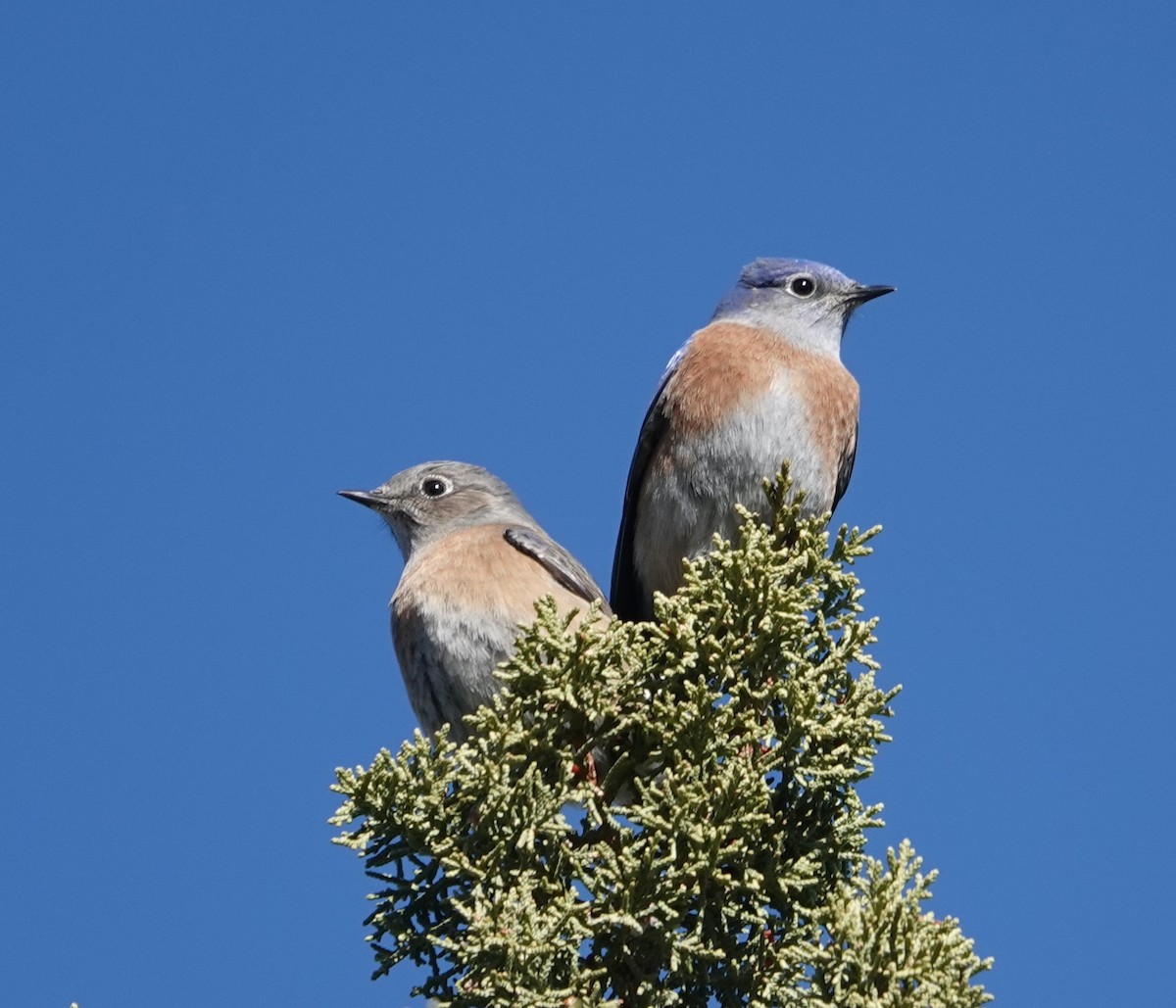 Western Bluebird - ML516274151