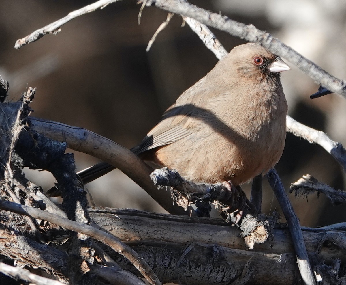 Abert's Towhee - ML516274351