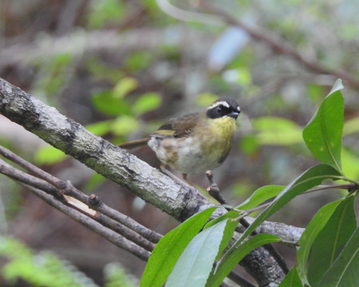 Yellow-throated Scrubwren - ML516275011