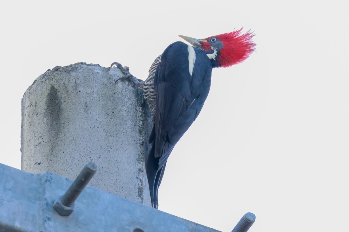 Lineated Woodpecker (Lineated) - Joey McCracken