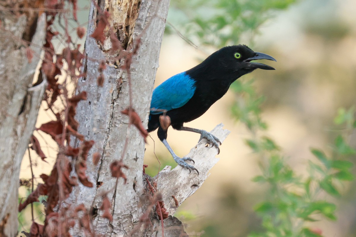 San Blas Jay - Joey McCracken