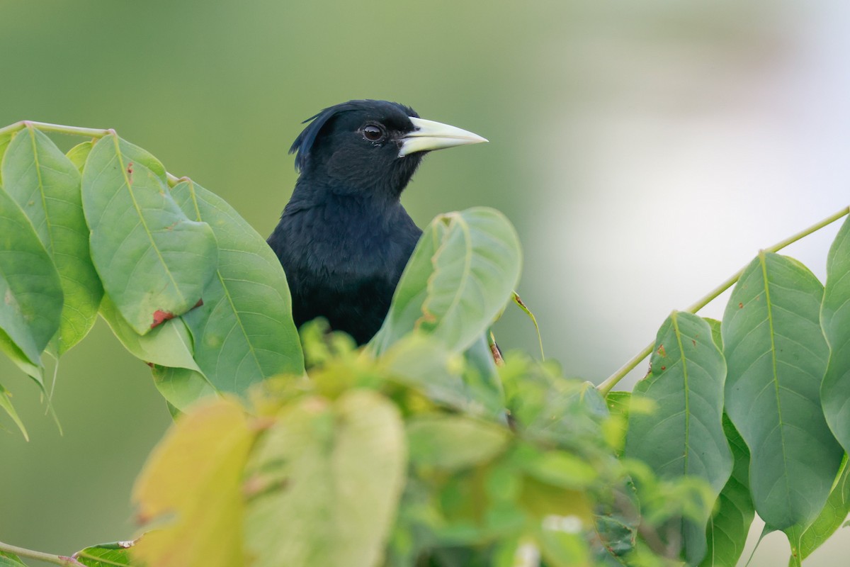 Yellow-winged Cacique - Joey McCracken