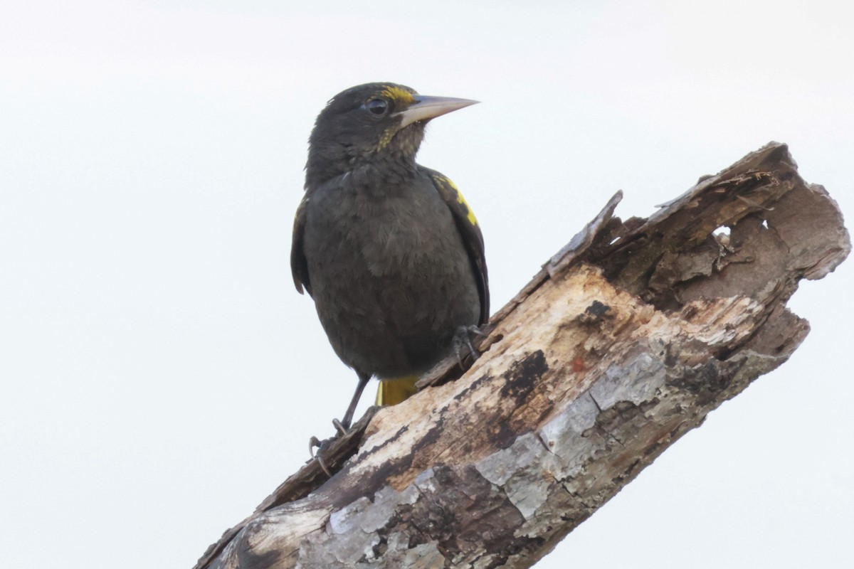 Yellow-winged Cacique - Joey McCracken