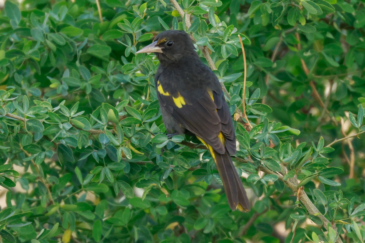 Yellow-winged Cacique - Joey McCracken