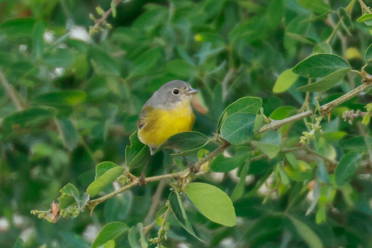 Nashville Warbler - Joey McCracken