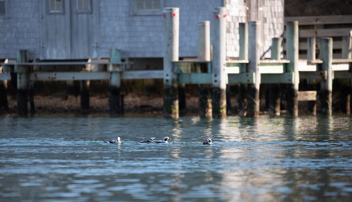 Long-tailed Duck - ML516276361