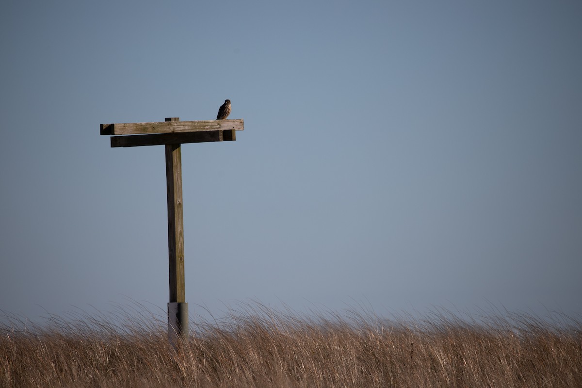 Merlin - ML516276571