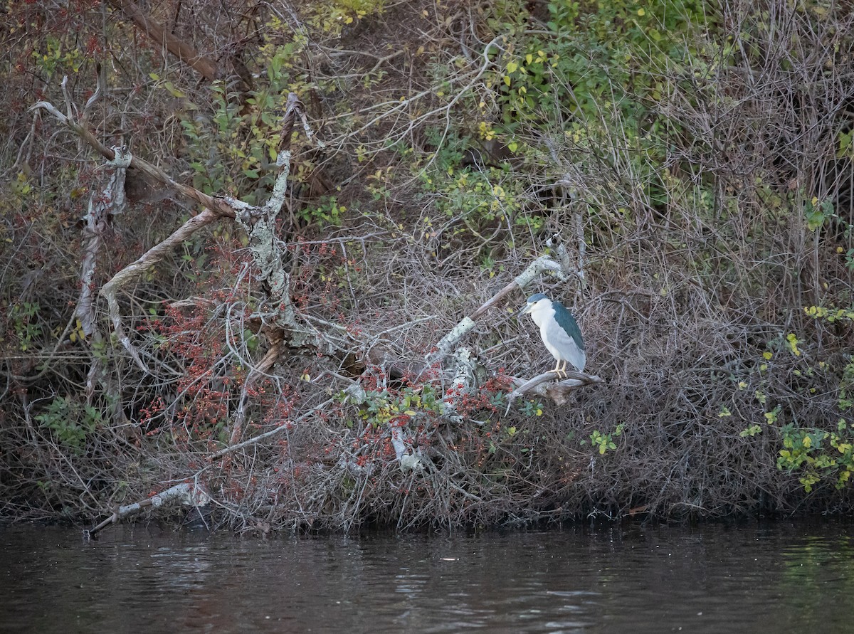 Black-crowned Night Heron - ML516277421