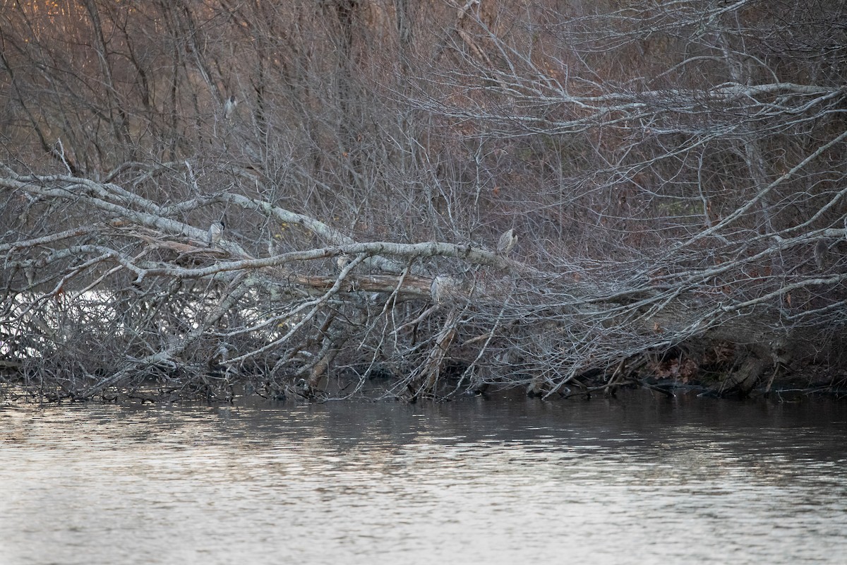 Black-crowned Night Heron - ML516277481