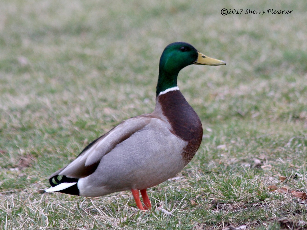 Mallard - ML51627801