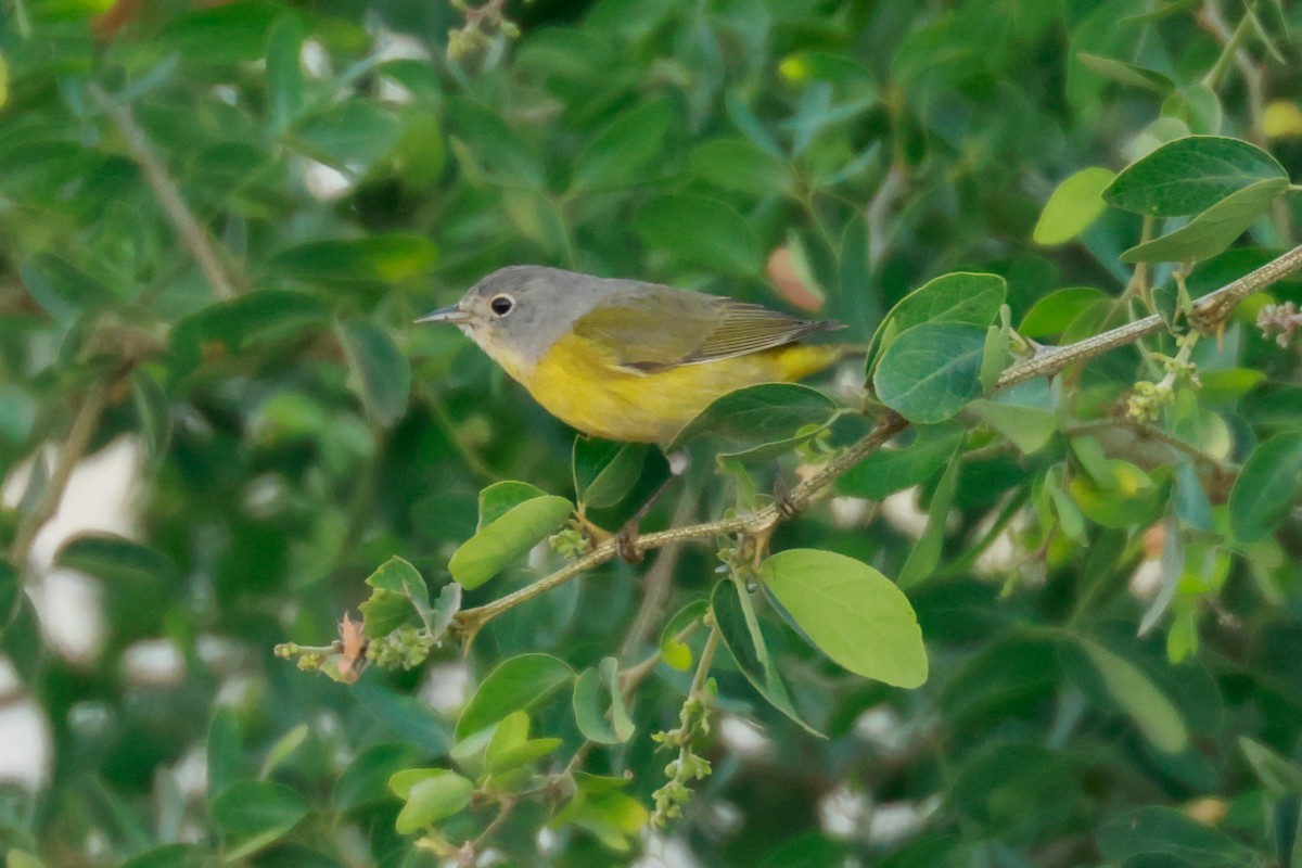 Nashville Warbler - ML516278061