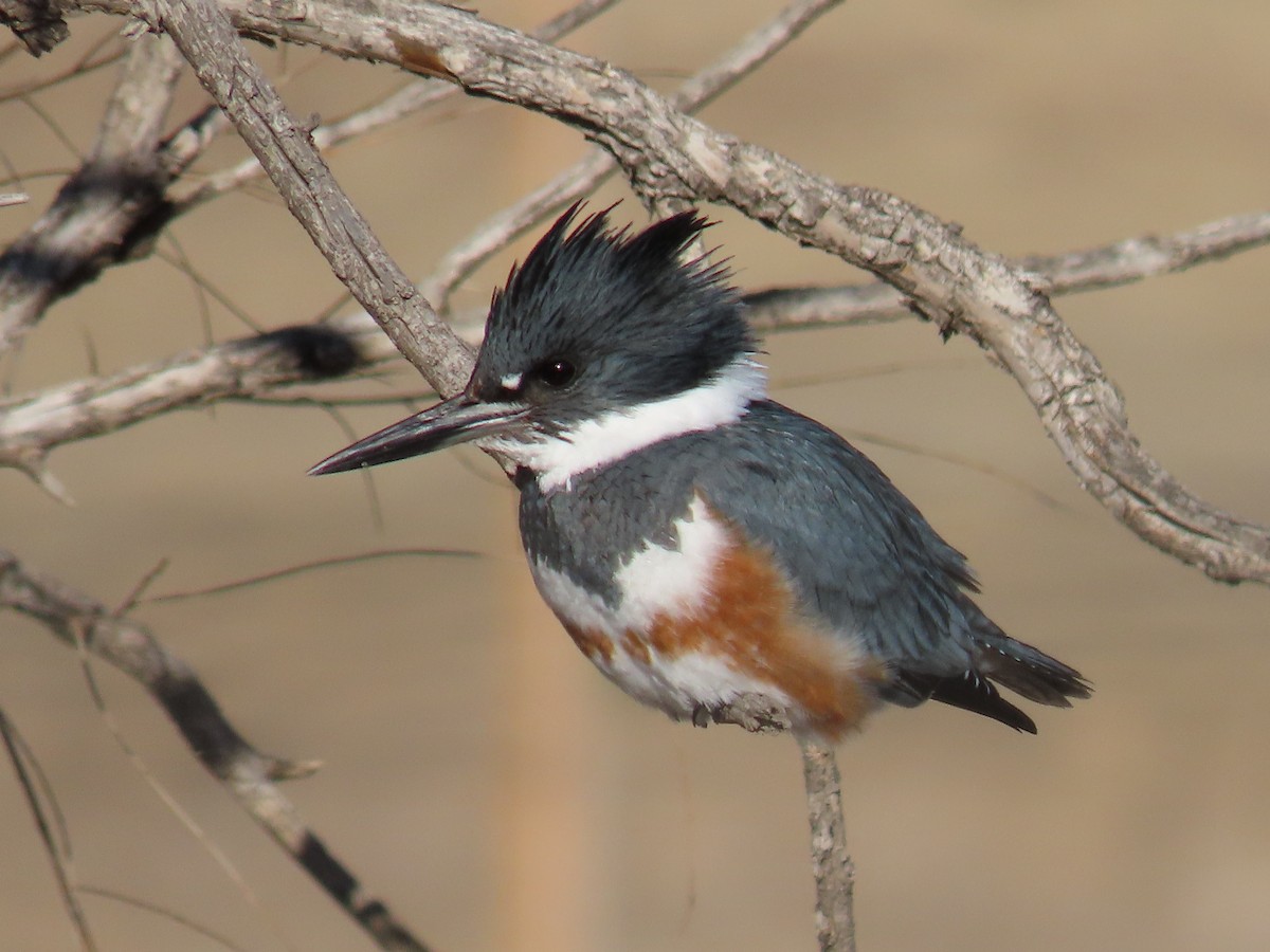 Belted Kingfisher - ML516281221