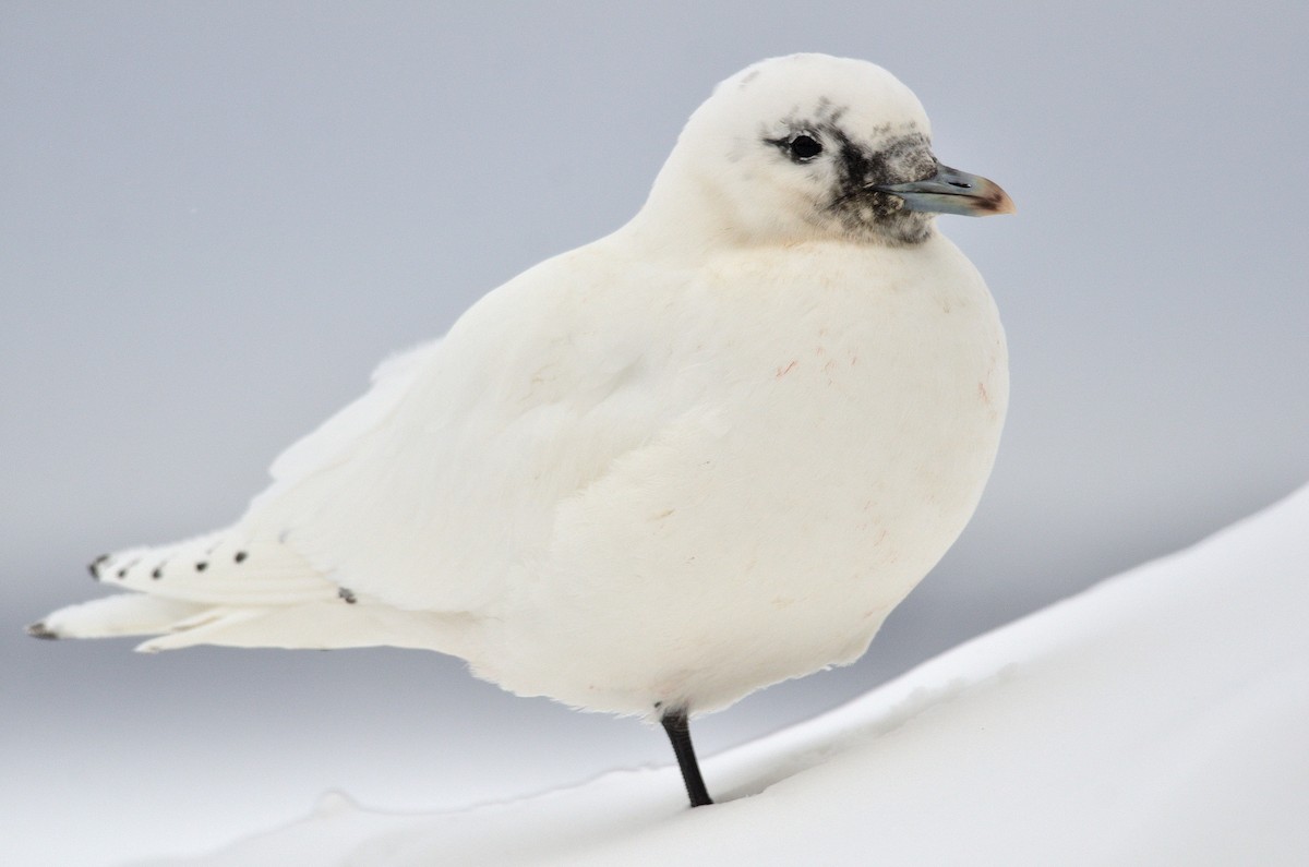 Ivory Gull - ML516281451