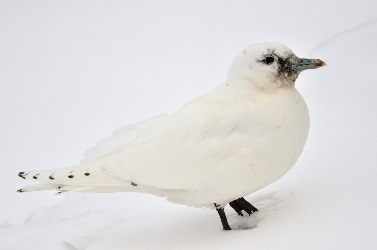 Ivory Gull - ML516281541