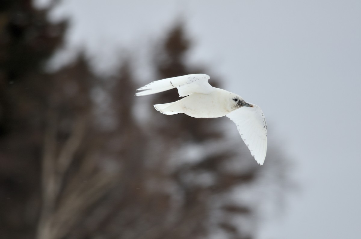 Ivory Gull - Scott Olshanoski