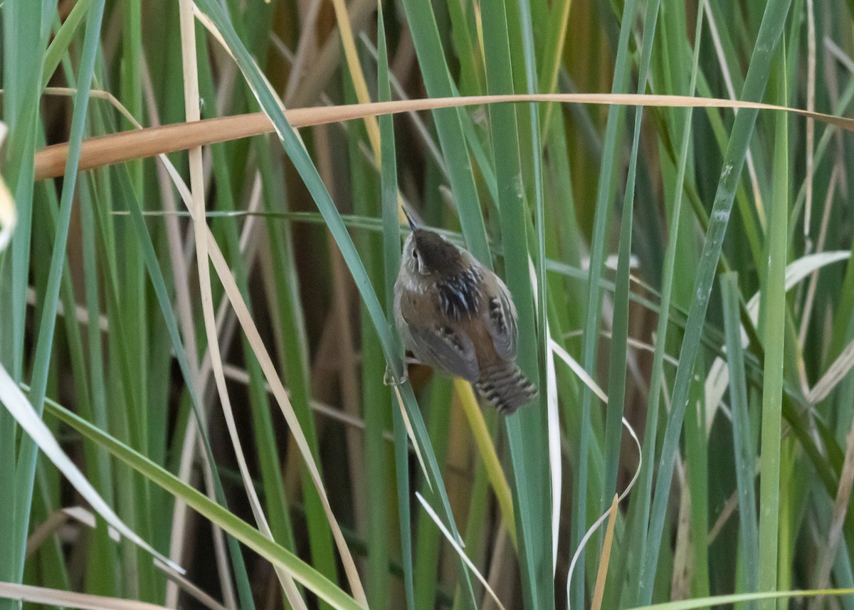 Marsh Wren - ML516282041