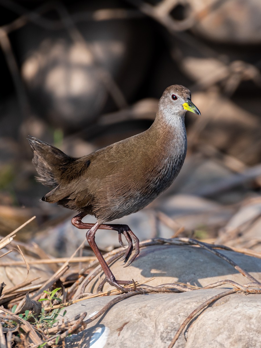 Brown Crake - Ajay  Kumar