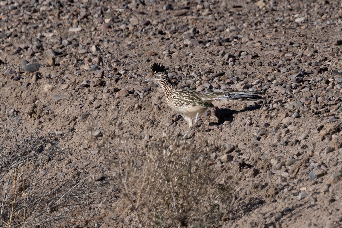 Greater Roadrunner - ML516282861