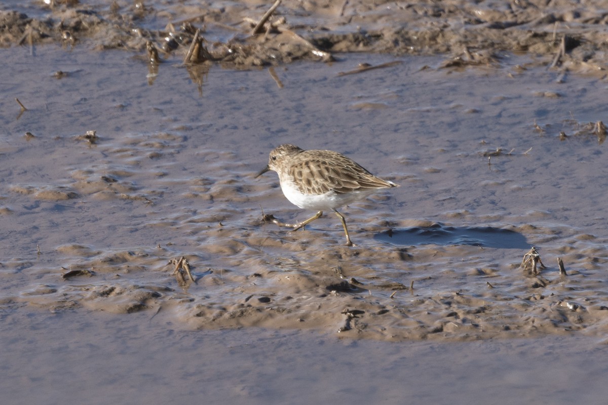 Least Sandpiper - ML516283021